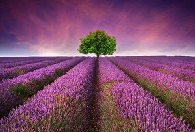 Beautiful image of lavender field Summer sunset landscape with single tree on horizon contrasting colors